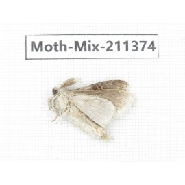 Moths sp. China, Yunnan, Nujiang valley, N of Mt.Biluoxueshan. 1Pcs. Moth-Mix-211374.