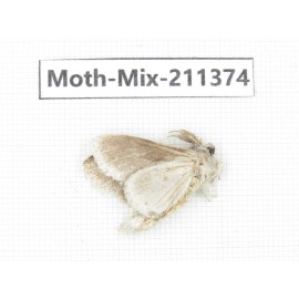 Moths sp. China, Yunnan, Nujiang valley, N of Mt.Biluoxueshan. 1Pcs. Moth-Mix-211374.