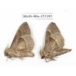 Moths sp. China, Yunnan, Nujiang valley, N of Mt.Biluoxueshan. 2Pcs. Moth-Mix-211391.