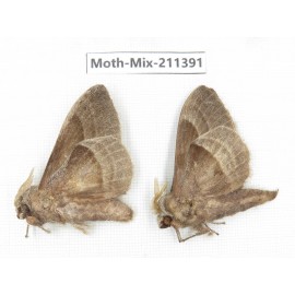 Moths sp. China, Yunnan, Nujiang valley, N of Mt.Biluoxueshan. 2Pcs. Moth-Mix-211391.