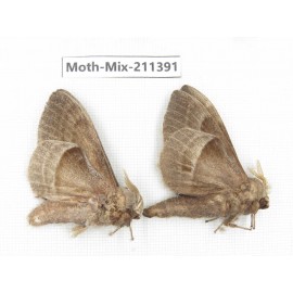 Moths sp. China, Yunnan, Nujiang valley, N of Mt.Biluoxueshan. 2Pcs. Moth-Mix-211391.