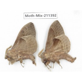 Moths sp. China, Yunnan, Nujiang valley, N of Mt.Biluoxueshan. 2Pcs. Moth-Mix-211392.
