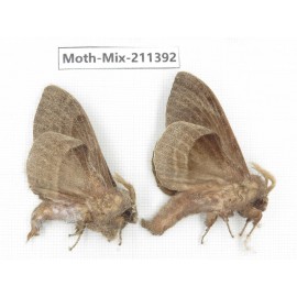Moths sp. China, Yunnan, Nujiang valley, N of Mt.Biluoxueshan. 2Pcs. Moth-Mix-211392.