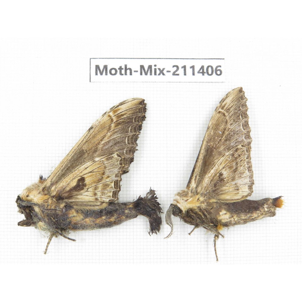 Moths sp. China, Yunnan, Nujiang valley, N of Mt.Biluoxueshan. 2Pcs. Moth-Mix-211406.