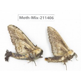 Moths sp. China, Yunnan, Nujiang valley, N of Mt.Biluoxueshan. 2Pcs. Moth-Mix-211406.