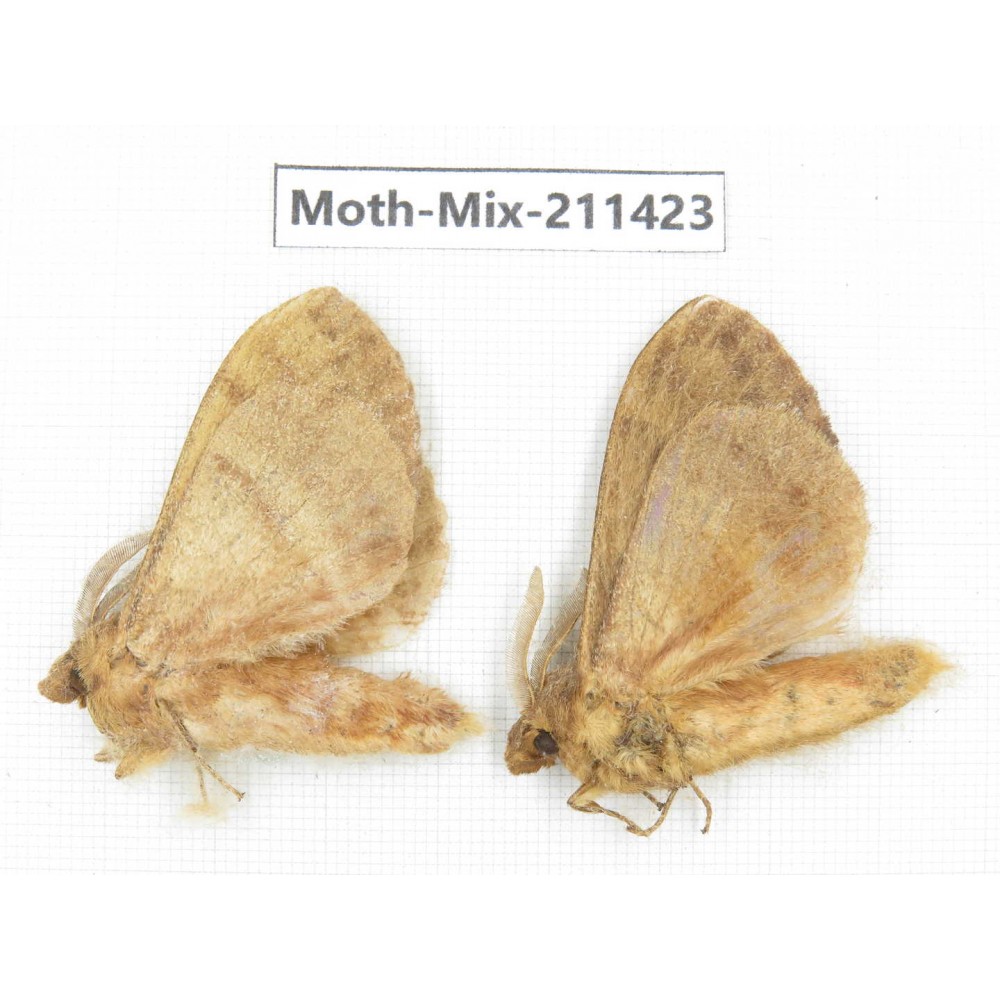 Moths sp. China, Yunnan, Nujiang valley, N of Mt.Biluoxueshan. 2Pcs. Moth-Mix-211423.