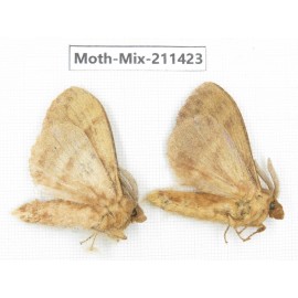 Moths sp. China, Yunnan, Nujiang valley, N of Mt.Biluoxueshan. 2Pcs. Moth-Mix-211423.