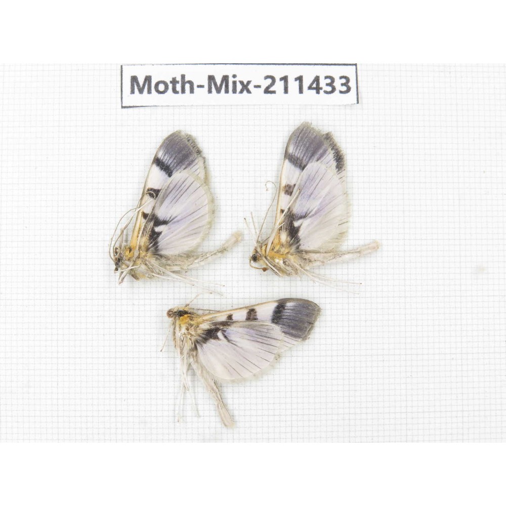 Moths sp. China, Yunnan, Nujiang valley, N of Mt.Biluoxueshan. 3Pcs. Moth-Mix-211433.