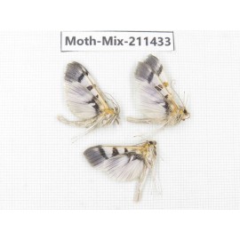 Moths sp. China, Yunnan, Nujiang valley, N of Mt.Biluoxueshan. 3Pcs. Moth-Mix-211433.