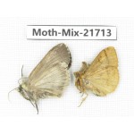 Moths sp. China, Yunnan, Nujiang, N Part of Mt.Nushan. 2Pcs. Moth-Mix-21713.
