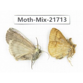 Moths sp. China, Yunnan, Nujiang, N Part of Mt.Nushan. 2Pcs. Moth-Mix-21713.