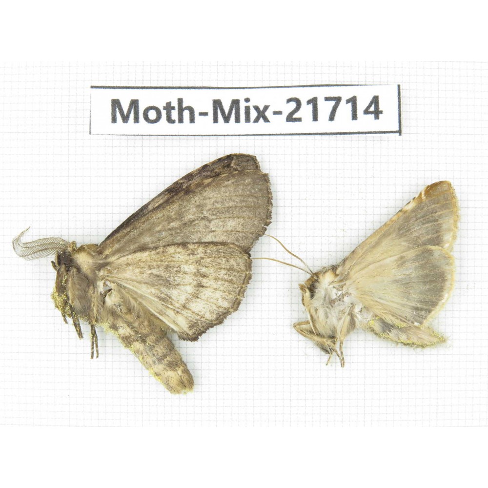 Moths sp. China, Yunnan, Nujiang, N Part of Mt.Nushan. 2Pcs. Moth-Mix-21714.