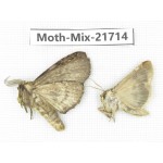 Moths sp. China, Yunnan, Nujiang, N Part of Mt.Nushan. 2Pcs. Moth-Mix-21714.