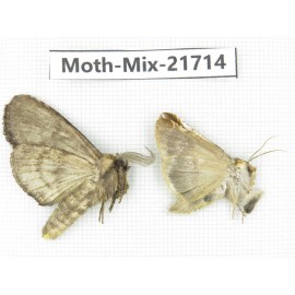 Moths sp. China, Yunnan, Nujiang, N Part of Mt.Nushan. 2Pcs. Moth-Mix-21714.