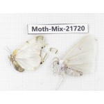 Moths sp. China, Yunnan, Nujiang, N Part of Mt.Nushan. 2F. Moth-Mix-21720.