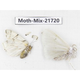 Moths sp. China, Yunnan, Nujiang, N Part of Mt.Nushan. 2F. Moth-Mix-21720.