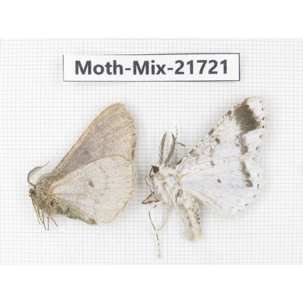 Moths sp. China, Yunnan, Nujiang, N Part of Mt.Nushan. 2Pcs. Moth-Mix-21721.