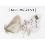 Moths sp. China, Yunnan, Nujiang, N Part of Mt.Nushan. 2Pcs. Moth-Mix-21721.