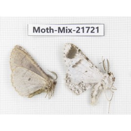 Moths sp. China, Yunnan, Nujiang, N Part of Mt.Nushan. 2Pcs. Moth-Mix-21721.