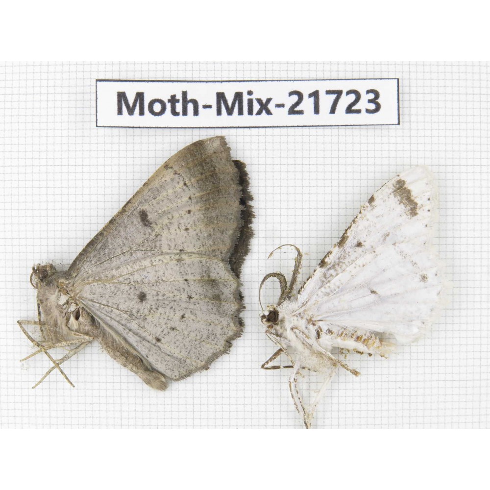 Moths sp. China, Yunnan, Nujiang, N Part of Mt.Nushan. 2Pcs. Moth-Mix-21723.