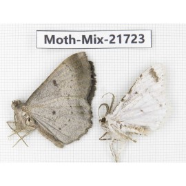 Moths sp. China, Yunnan, Nujiang, N Part of Mt.Nushan. 2Pcs. Moth-Mix-21723.