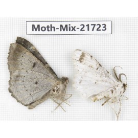 Moths sp. China, Yunnan, Nujiang, N Part of Mt.Nushan. 2Pcs. Moth-Mix-21723.