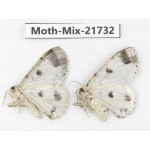 Moths sp. China, Yunnan, Nujiang, N Part of Mt.Nushan. 2Pcs. Moth-Mix-21732.