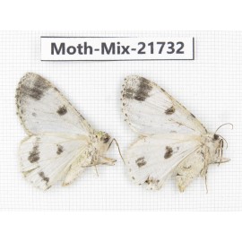 Moths sp. China, Yunnan, Nujiang, N Part of Mt.Nushan. 2Pcs. Moth-Mix-21732.