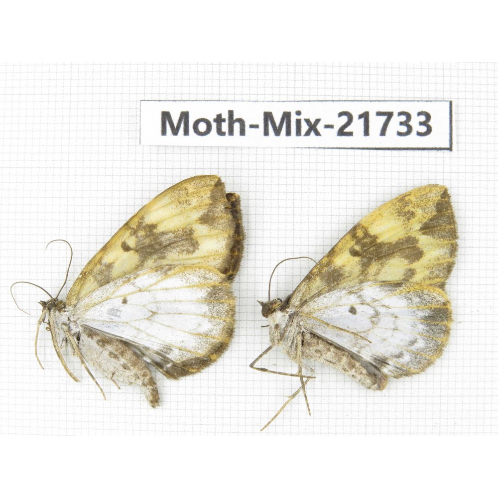 Moths sp. China, Yunnan, Nujiang, N Part of Mt.Nushan. 2Pcs. Moth-Mix-21733.