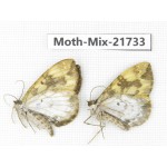 Moths sp. China, Yunnan, Nujiang, N Part of Mt.Nushan. 2Pcs. Moth-Mix-21733.
