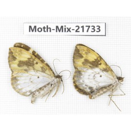 Moths sp. China, Yunnan, Nujiang, N Part of Mt.Nushan. 2Pcs. Moth-Mix-21733.
