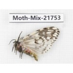 Moths sp. China, Yunnan, Nujiang, N Part of Mt.Nushan. 1F. Moth-Mix-21753.