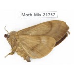 Moths sp. China, Yunnan, Nujiang, N Part of Mt.Nushan. 1F. Moth-Mix-21757.