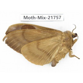 Moths sp. China, Yunnan, Nujiang, N Part of Mt.Nushan. 1F. Moth-Mix-21757.