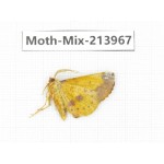Moths sp. China, Yunnan, Nujiang, N of Mt.Biluoxueshan. 1Pcs. Moth-Mix-213967.