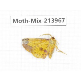 Moths sp. China, Yunnan, Nujiang, N of Mt.Biluoxueshan. 1Pcs. Moth-Mix-213967.