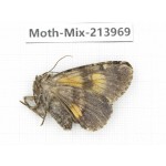 Moths sp. China, Yunnan, Nujiang, N of Mt.Biluoxueshan. 1Pcs. Moth-Mix-213969.