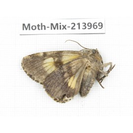 Moths sp. China, Yunnan, Nujiang, N of Mt.Biluoxueshan. 1Pcs. Moth-Mix-213969.
