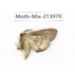 Moths sp. China, Yunnan, Nujiang, N of Mt.Biluoxueshan. 1Pcs. Moth-Mix-213970.