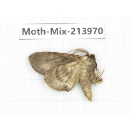 Moths sp. China, Yunnan, Nujiang, N of Mt.Biluoxueshan. 1Pcs. Moth-Mix-213970.