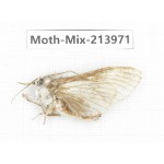 Moths sp. China, Yunnan, Nujiang, N of Mt.Biluoxueshan. 1Pcs. Moth-Mix-213971.