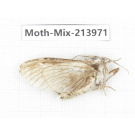 Moths sp. China, Yunnan, Nujiang, N of Mt.Biluoxueshan. 1Pcs. Moth-Mix-213971.