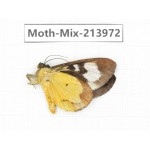 Moths sp. China, Yunnan, Nujiang, N of Mt.Biluoxueshan. 1Pcs. Moth-Mix-213972.