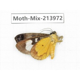 Moths sp. China, Yunnan, Nujiang, N of Mt.Biluoxueshan. 1Pcs. Moth-Mix-213972.
