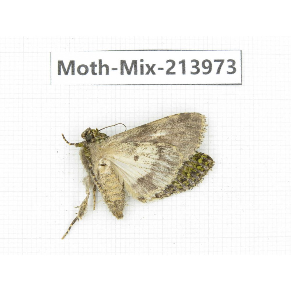 Moths sp. China, Yunnan, Nujiang, N of Mt.Biluoxueshan. 1Pcs. Moth-Mix-213973.