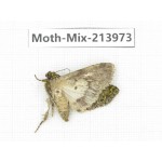 Moths sp. China, Yunnan, Nujiang, N of Mt.Biluoxueshan. 1Pcs. Moth-Mix-213973.