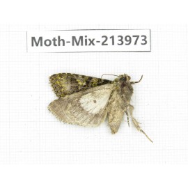 Moths sp. China, Yunnan, Nujiang, N of Mt.Biluoxueshan. 1Pcs. Moth-Mix-213973.