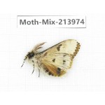 Moths sp. China, Yunnan, Nujiang, N of Mt.Biluoxueshan. 1Pcs. Moth-Mix-213974.