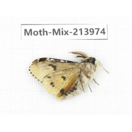 Moths sp. China, Yunnan, Nujiang, N of Mt.Biluoxueshan. 1Pcs. Moth-Mix-213974.