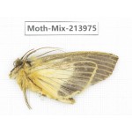 Moths sp. China, Yunnan, Nujiang, N of Mt.Biluoxueshan. 1Pcs. Moth-Mix-213975.